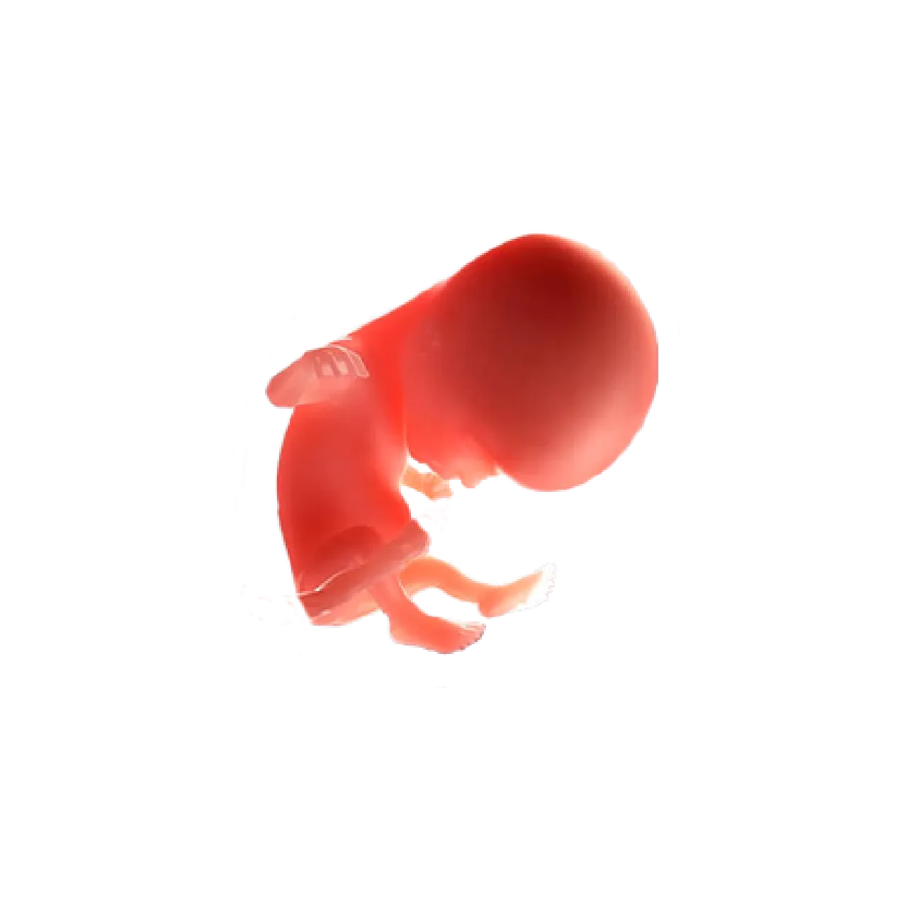 Uterus At 14 Weeks Pregnant