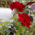 UserImage