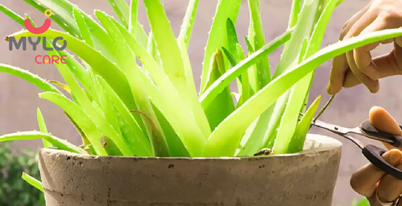 How to Include Aloe Vera in Your Daily Skincare Regime?