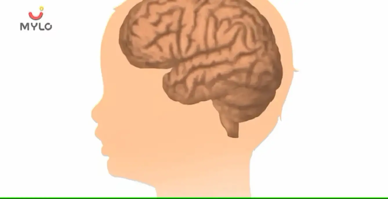 Image related to Brain Development