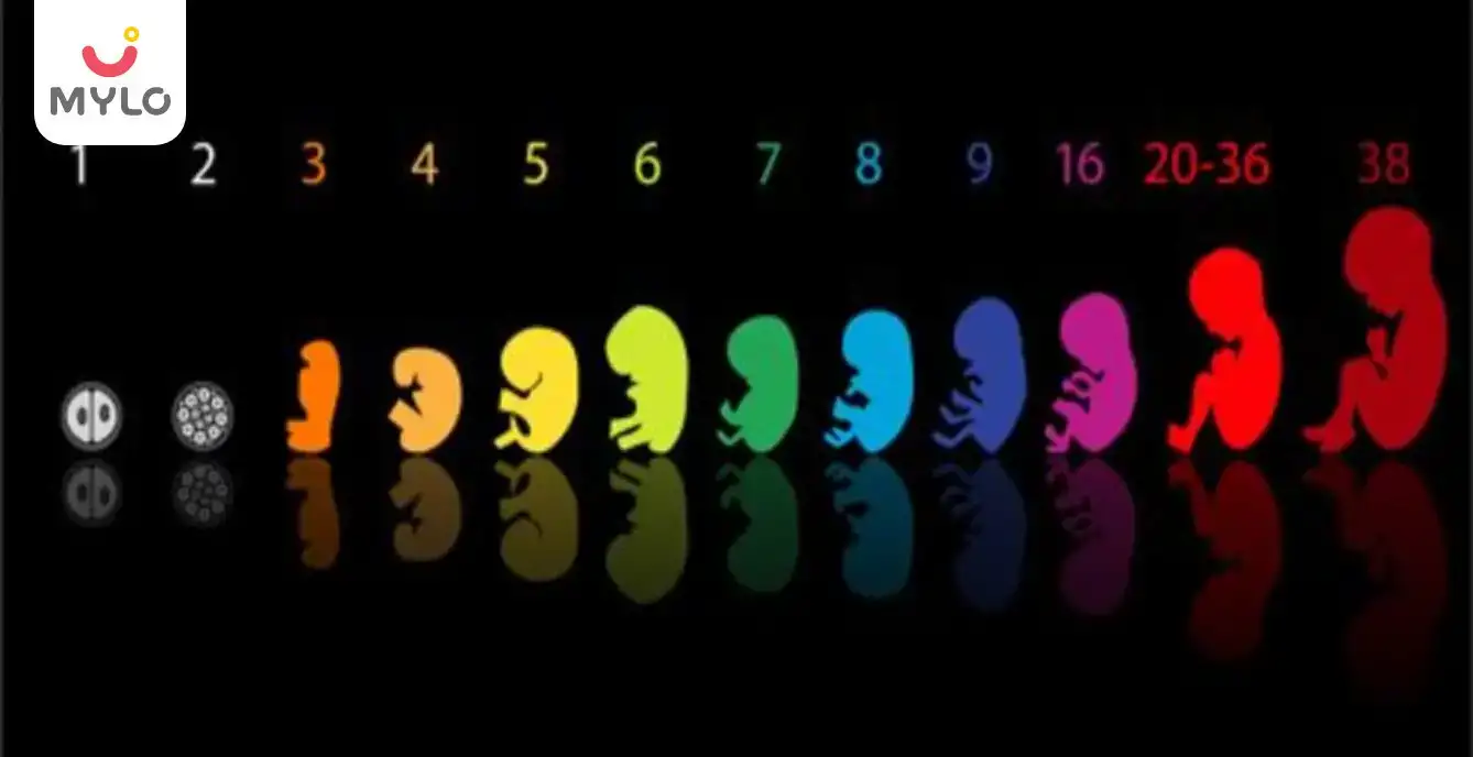 Image related to Fetal Growth