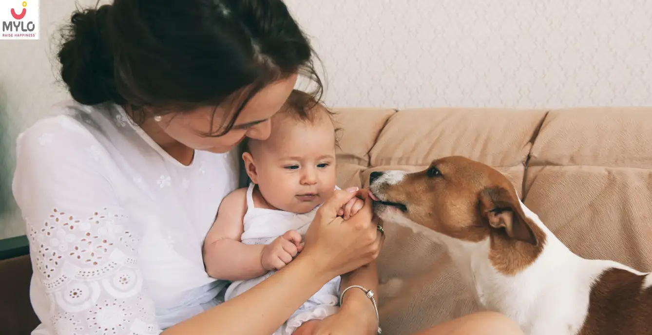 Image related to Pets