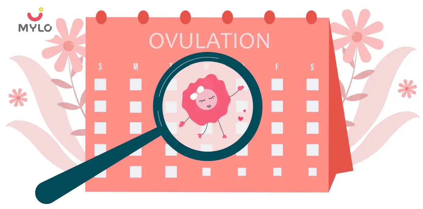 Image related to Ovulation
