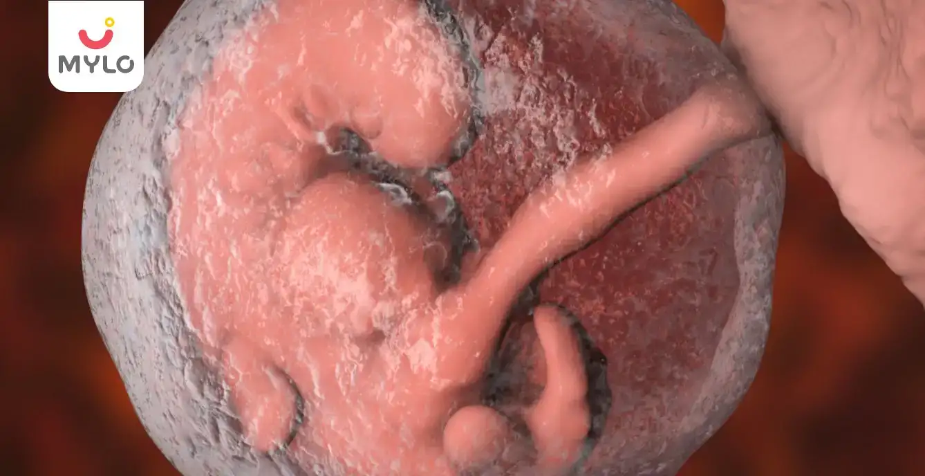 Image related to Baby's Development In Womb